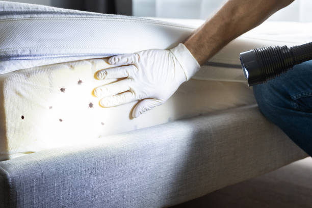 Best Pest Prevention Services  in Lake Mohegan, NY